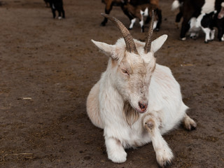 white goat with brown family