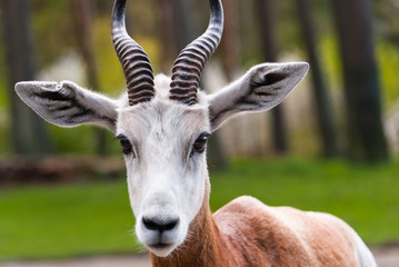 closeup of a beautiful and rare antelope