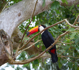 Colorful tucan