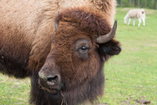 bison eating grass on grass