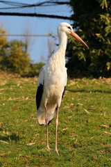 Cicogna bianca in posa