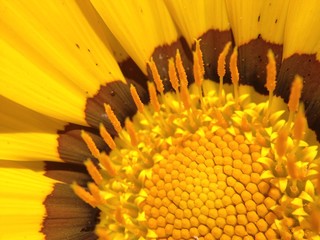 Gazania flower