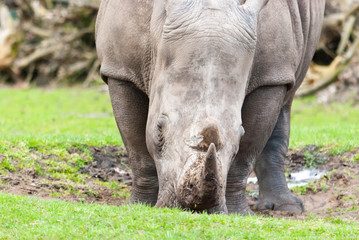 Fototapeta premium rhino on the road