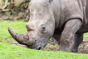 Crédence de cuisine en verre imprimé Rhinocéros rhinocéros sur la route