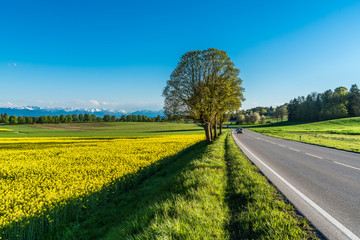 Landstraße Richtung Alpen mit blühenden Landschaften