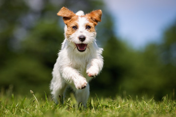 Jack Russell Terrier dog outdoors on grass