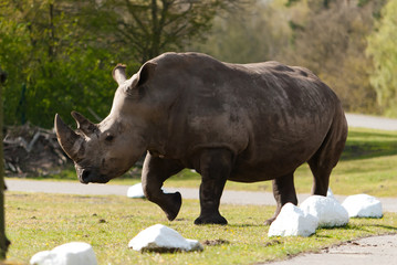 rhinocéros sur la route