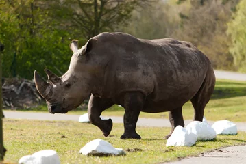 Store enrouleur tamisant Rhinocéros rhinocéros sur la route