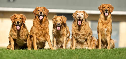 Five Golden Retriever Dogs
