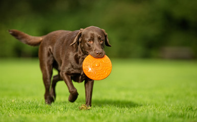 Labrador Retriever Dog