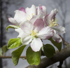 Obraz premium Small flowers