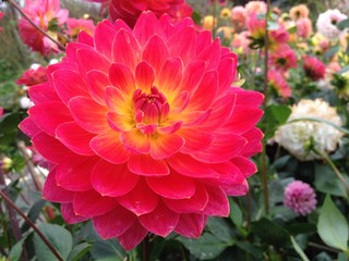 Dahlia flower