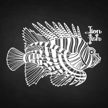 white lionfish drawing on chalkboard clip art preview