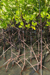 Mangrove forest