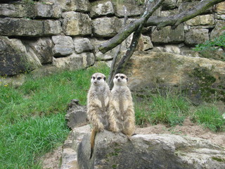 Erdmännchen