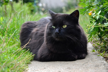 Portrait of thick long hair black Chantilly Tiffany cat relaxing in the garden. Close up of fat tomcat with stunning big green eyes sitting at home. Tom cat lying in garden