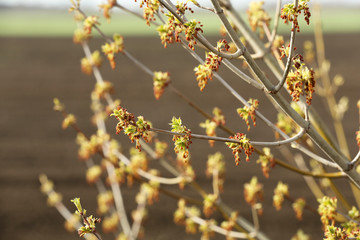 The first spring gentle leaves.