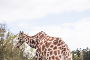 Rear part of a reticulated giraffe
