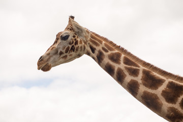 Portrait of a giraffe . The animal looks directly into the camer