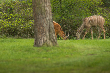 The lechwe ( Kobus leche ) is an antelope of the genus waterbuck