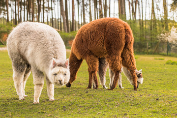Obraz na płótnie Canvas some llamas standing in the meadow and eating grass
