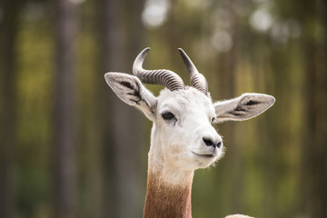 Obraz premium Portrait of a Dama gazelle in the background a Jeep and forest .