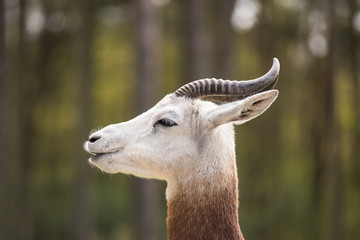 Portrait of a Dama gazelle in the background a Jeep and forest .