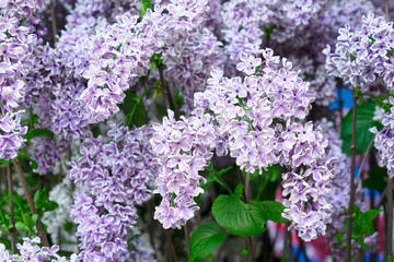 Lilac blooming tree