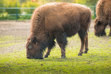 Fototapeta premium Bison on the meadow . Herd animals are calm and eat grass