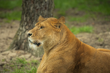 Resting female lion in a meadow
