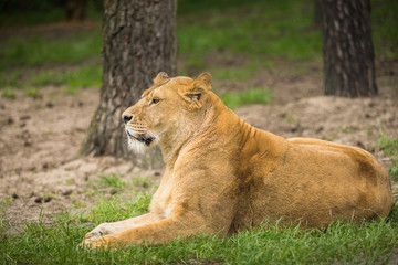 Fototapeta na wymiar Resting female lion in a meadow