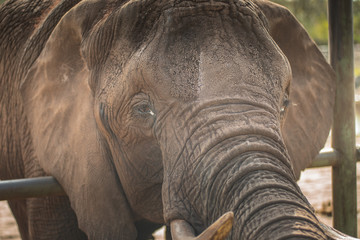 Close by the head of an elephant