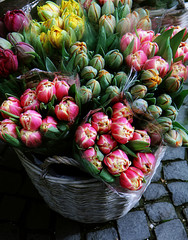 Tulip bouquets on sell at the market