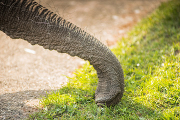 Close the trunk of an elephant