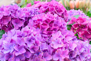 Violet hortensia flowers