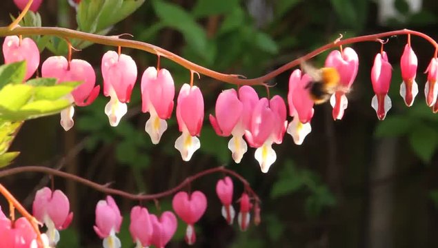 Dicentra and Bumblebee.
It is used in landscape design. Honey plant.