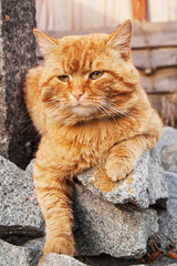 red angry cat lying on the grey stones