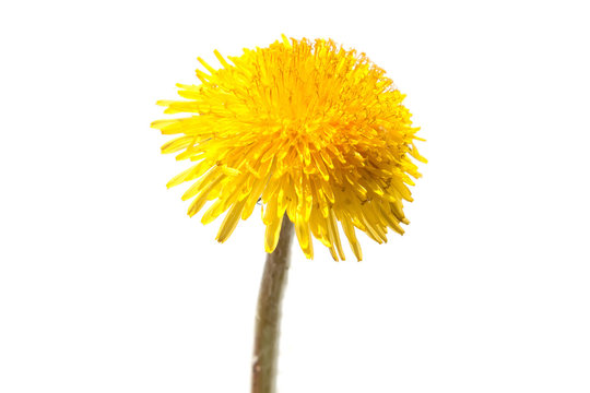 yellow dandelion. isolated on a white background