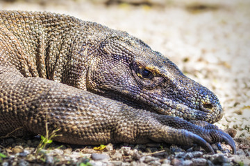 Close up of komodo dragon in Komodo Island, East Nusa Tenggara, Indonesia.