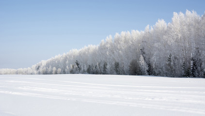 Snow-covered birch forest in winter