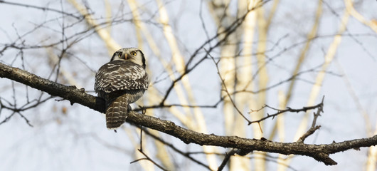 Hawk owl