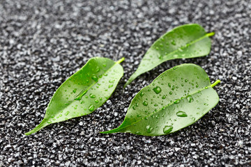 Leaves with drops of water