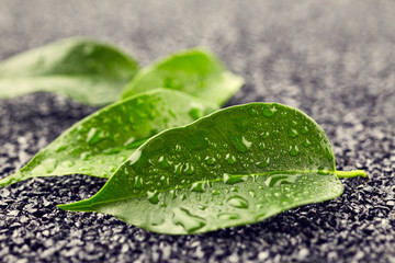 Leaves with drops of water