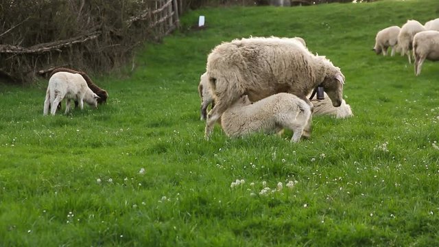 Cordero mamando de oveja en el reba&ntilde;o 