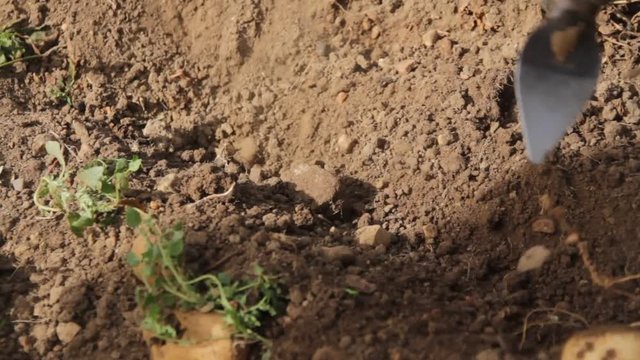 Sacando patatas de la tierra con un azadon
