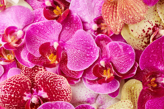 Fototapeta Orchid flowers with drops of water