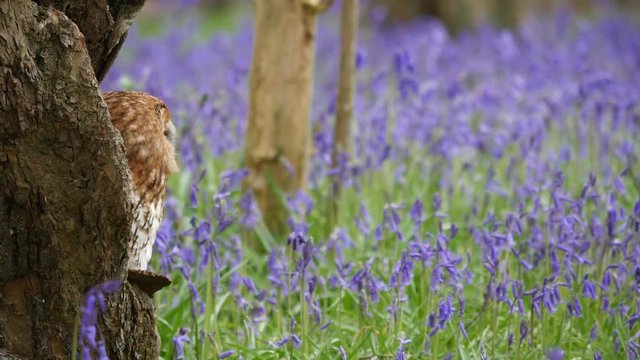 Tawny Owl (Strix aluco) Sitting in Tree Hollow in a Bluebell Wood