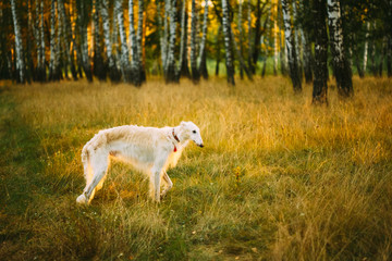 Obraz premium White Borzoi, Hunting dog in Spring Summer Forest. These dogs sp