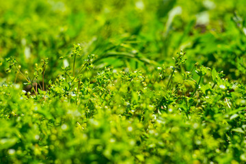 Closeup of grass Chickweed (Stellaria media) during flowering.