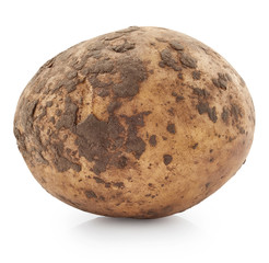 Fototapeta premium Potato